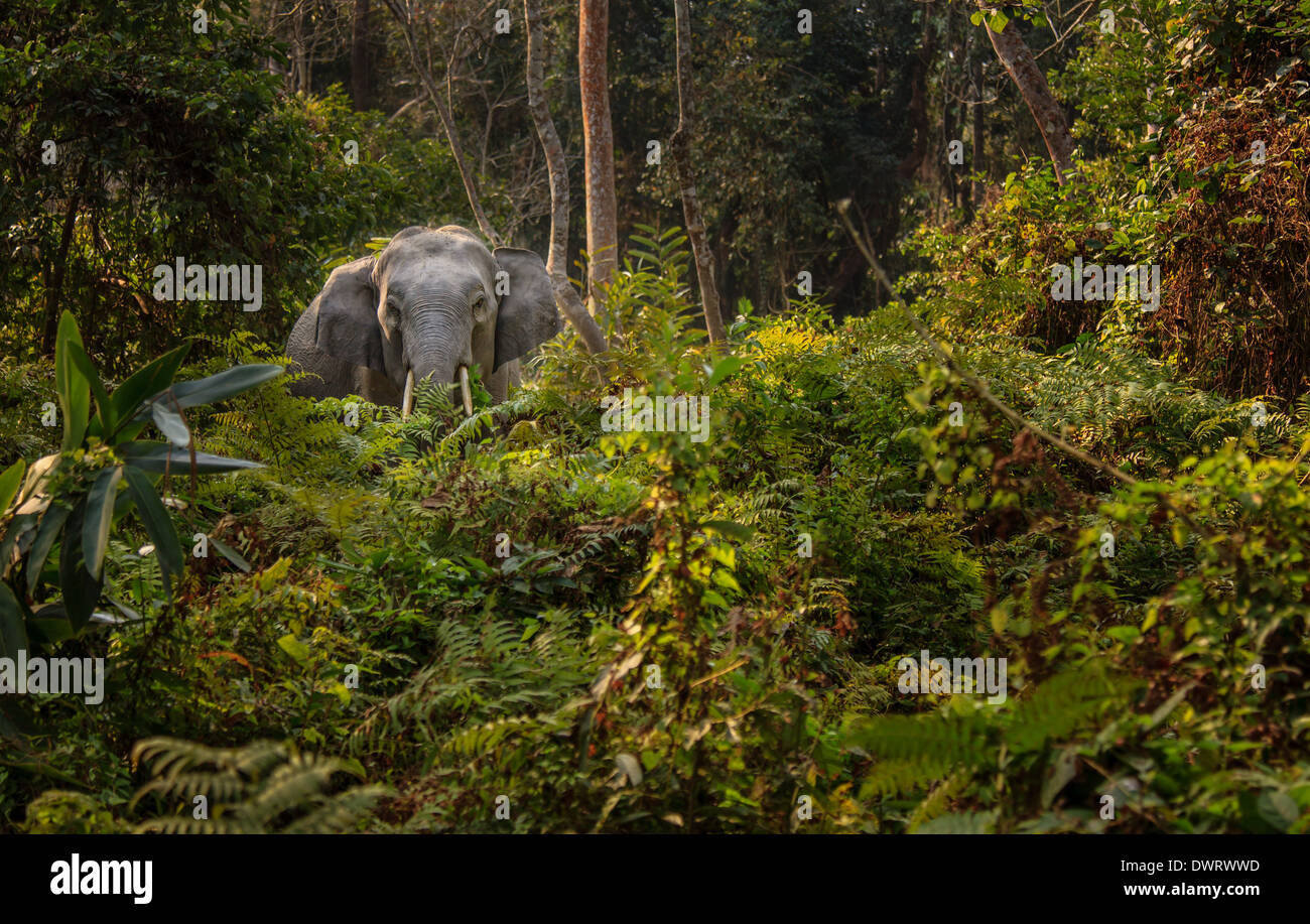 Wild elefante indiano (Elephas maximus indicus) nella Foresta, Parco Nazionale di Kaziranga, Assam, India Foto Stock