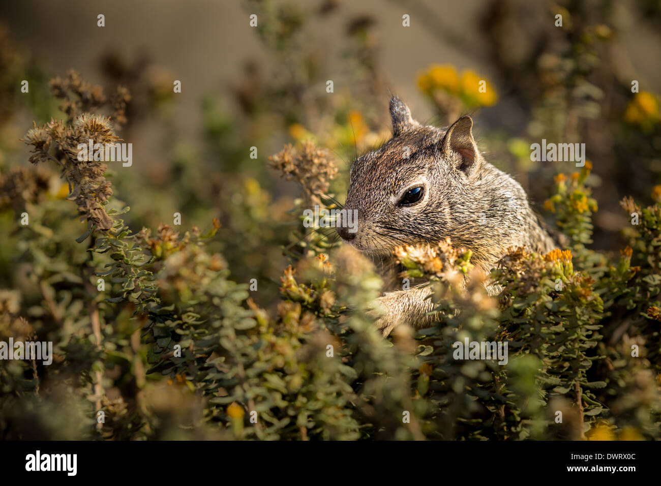 La massa della California scoiattolo (Otospermophilus beecheyi), CALIFORNIA, STATI UNITI D'AMERICA Foto Stock