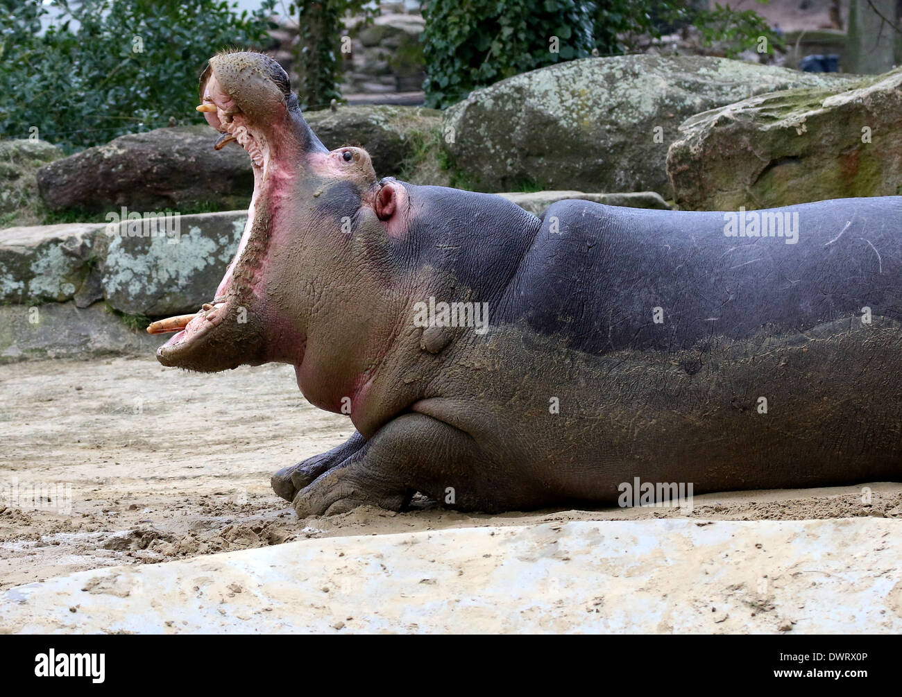 Muggito Ippona (Hippopotamus amphibius) close-up Foto Stock