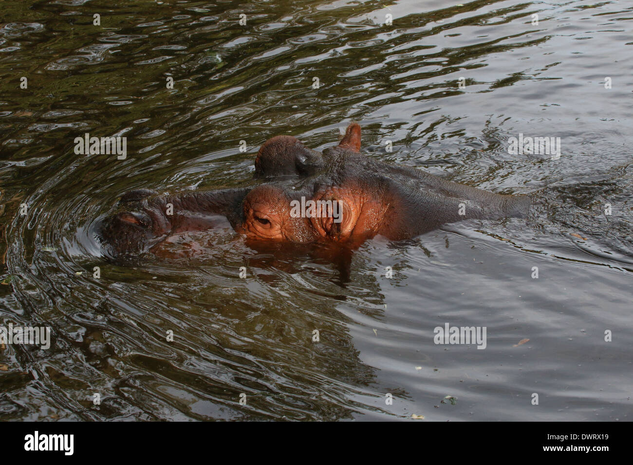 Ippona (Hippopotamus amphibius) close-up Foto Stock