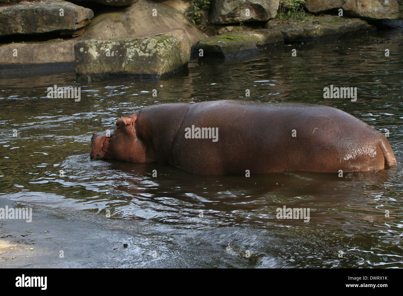 Ippona (Hippopotamus amphibius) close-up, mostrando l'animale intero in acqua Foto Stock