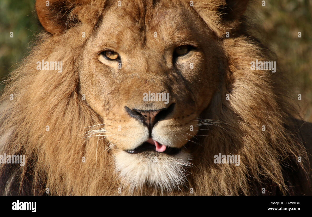 Close-up di un maturo lion (Panthera leo) in impostazione zoo Foto Stock