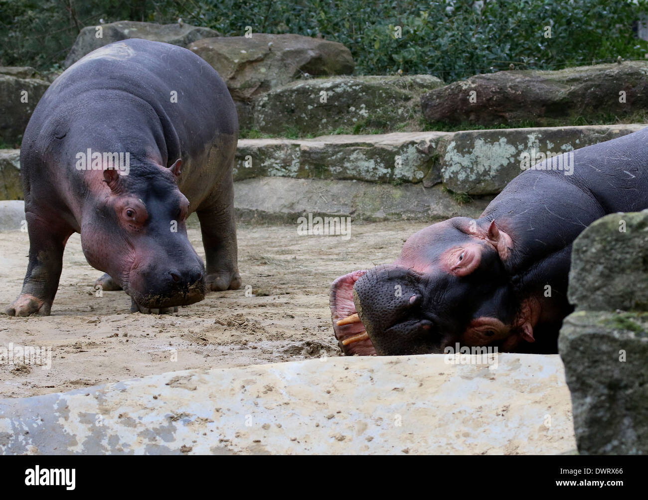 Due Hippos giocoso (Hippopotamus amphibius) in close-up Foto Stock