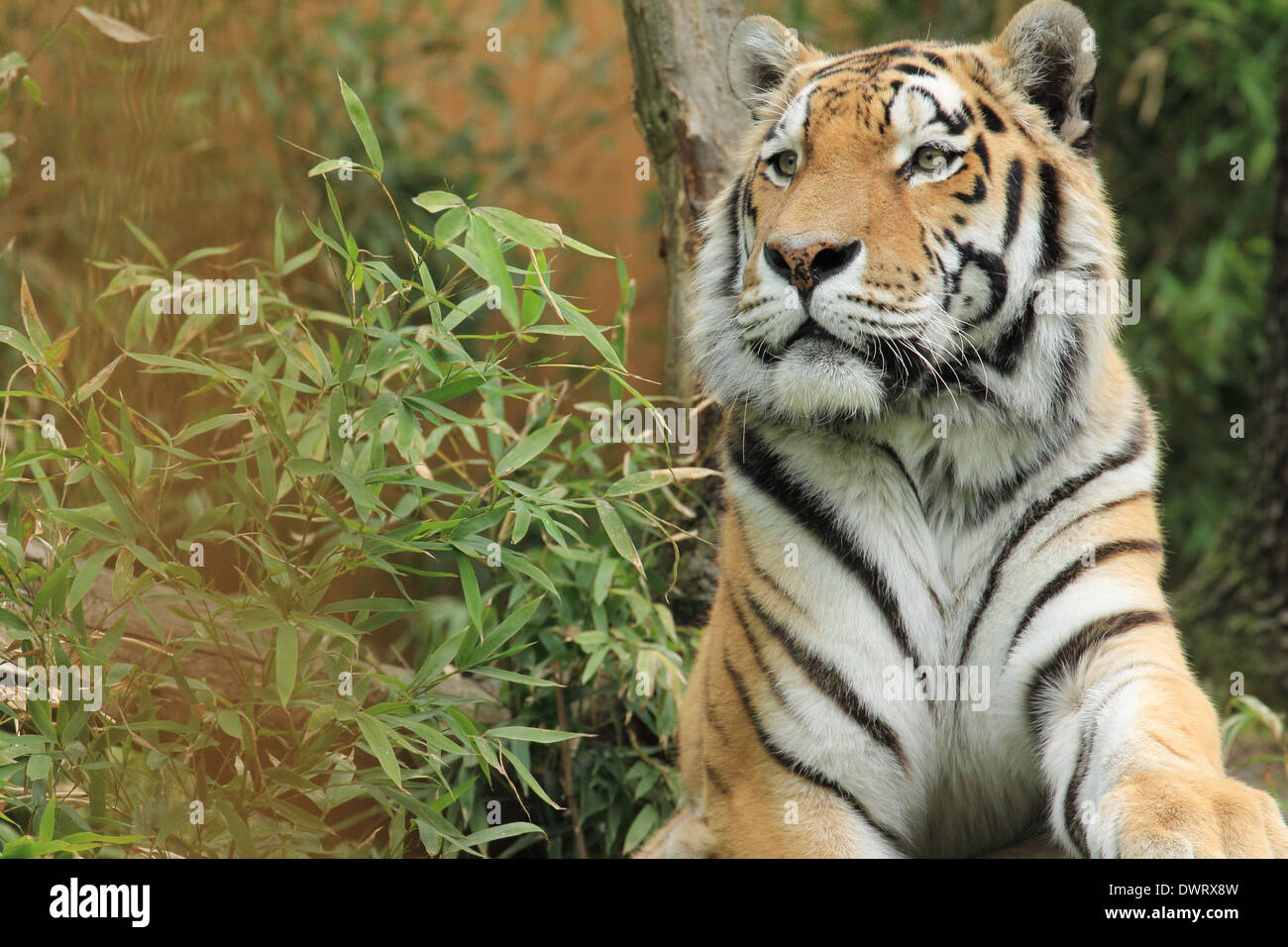 Tigre, feroce Foto Stock