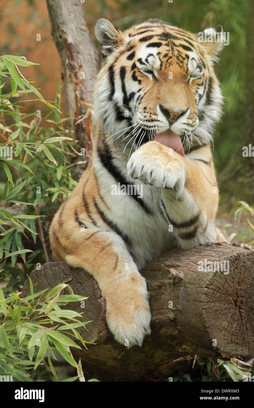 Tigre, feroce Foto Stock