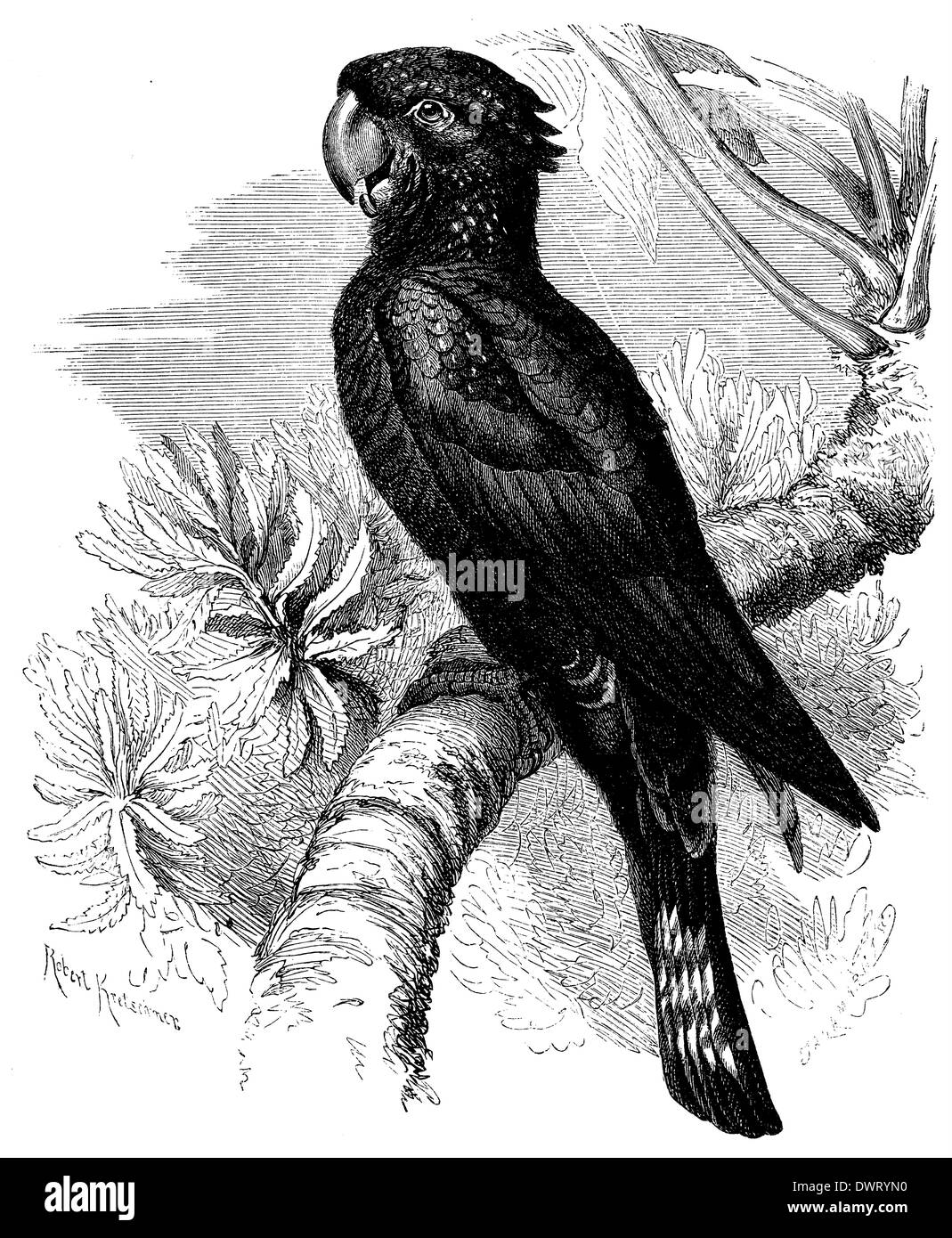 Red-tailed Black Cockatoo (Calyptorhynchus banksii), noto anche come Banksian- o banche" nero Cockatoo Foto Stock