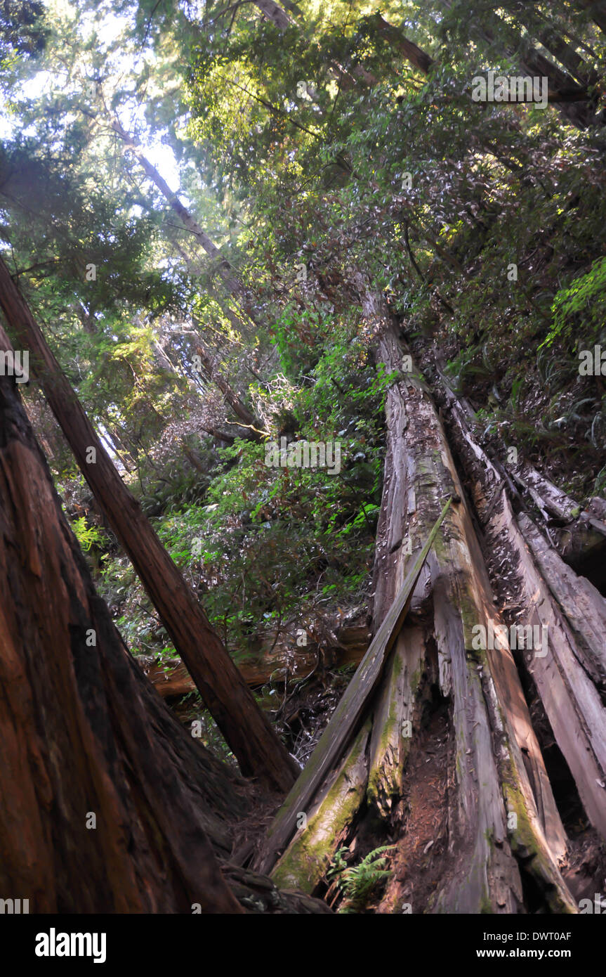 Alberi e sottobosco nei boschi del Miur monumento nazionale, Marin County, California, Stati Uniti d'America Foto Stock