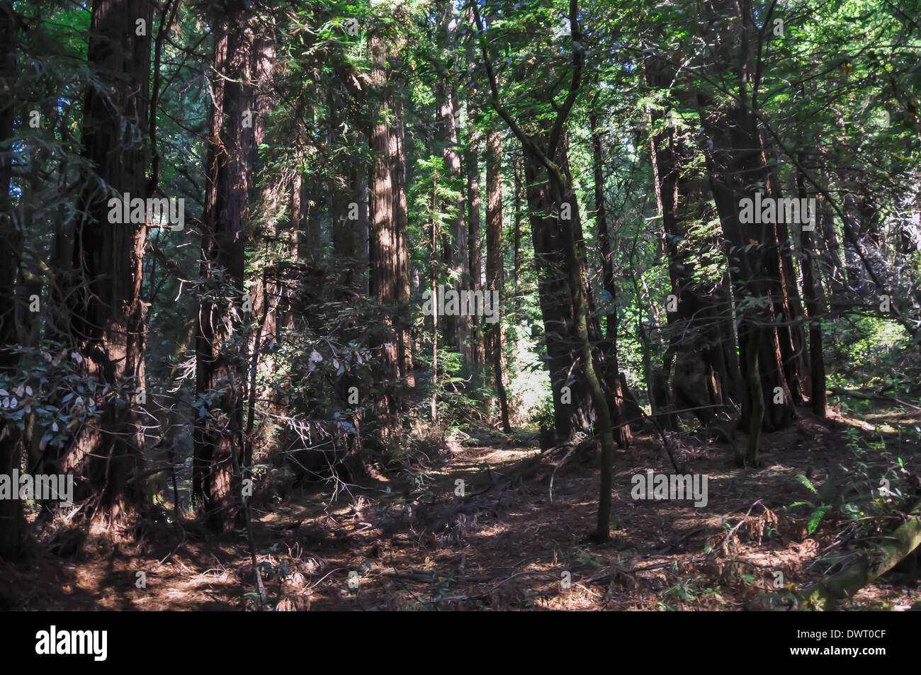 Gli alberi del bosco del Miur monumento nazionale, Marin County, California, Stati Uniti d'America Foto Stock