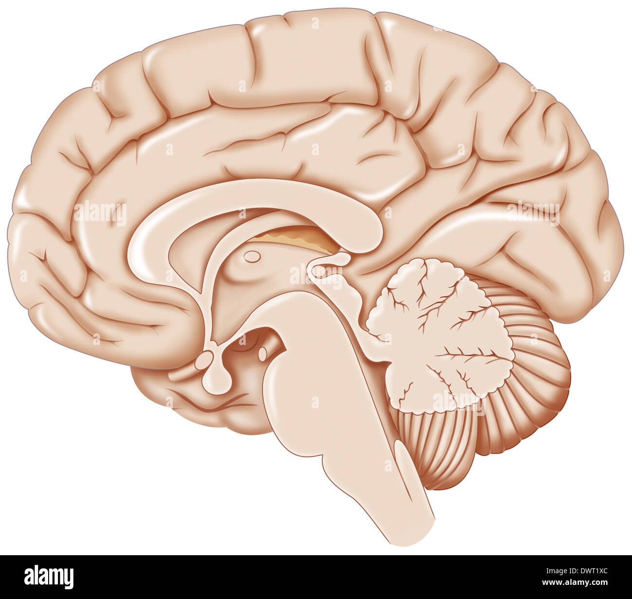 Illustrazione del cervello Foto Stock