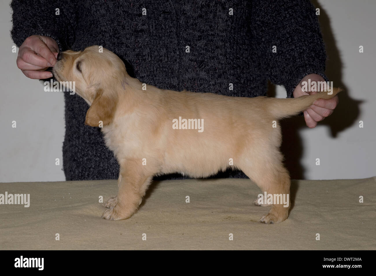 Abbie a 6 settimane vecchio golden retriever cucciolo destinati a lavorare come un cane di assistenza si erge in una conformazione pone Foto Stock