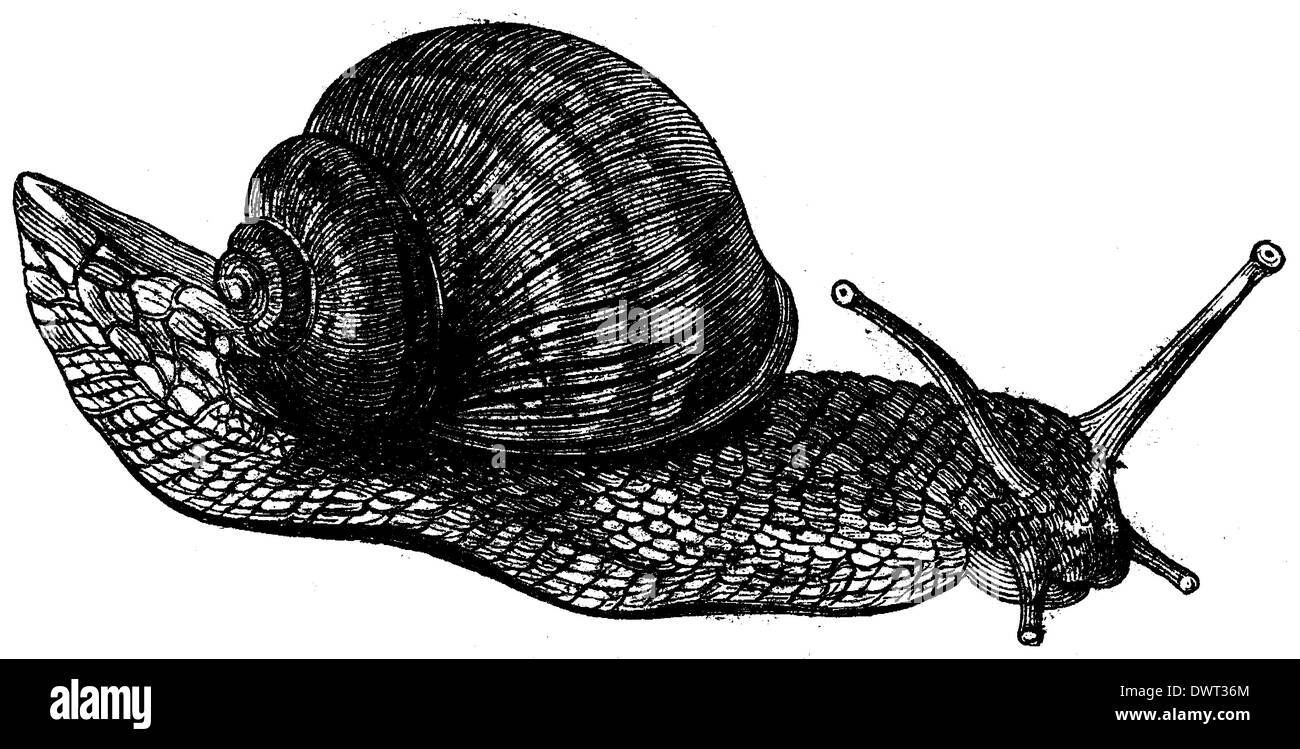 Lumache commestibili, ampio giardino va a passo di lumaca Foto Stock Lumache commestibili, ampio giardino va a passo di lumaca Foto Stock