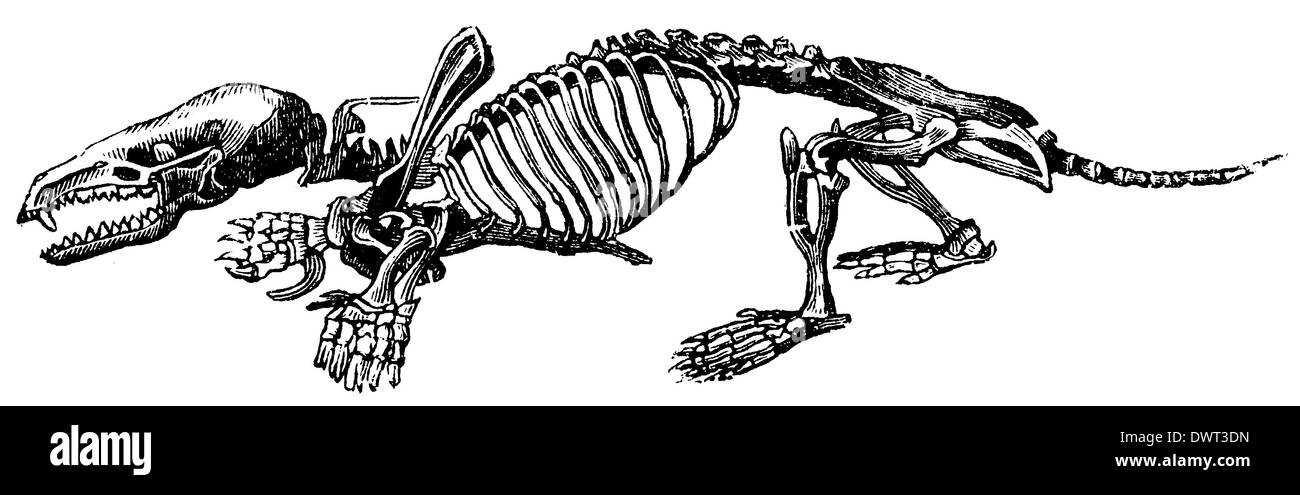 Talpa: scheletro Foto Stock