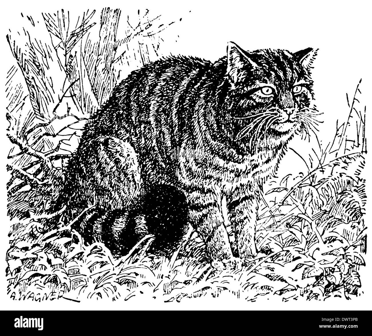 Wildcat, gatto selvatico Foto Stock