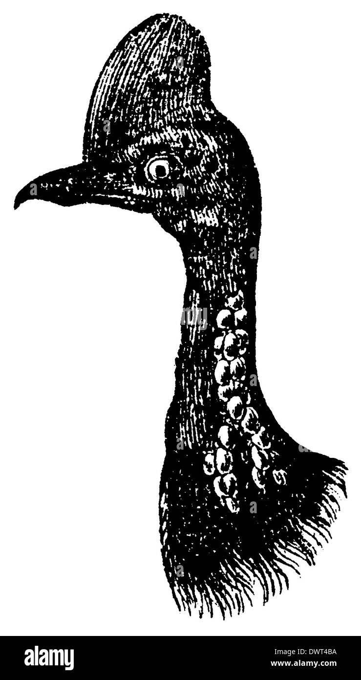 Casuario: testa Foto Stock