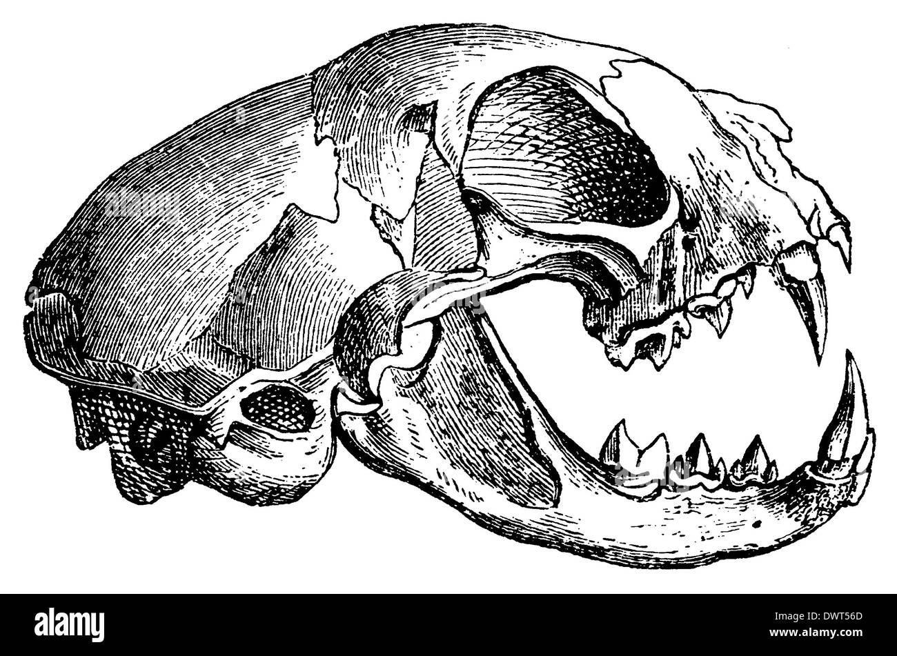 Wildcat, gatto selvatico: cranio Foto Stock