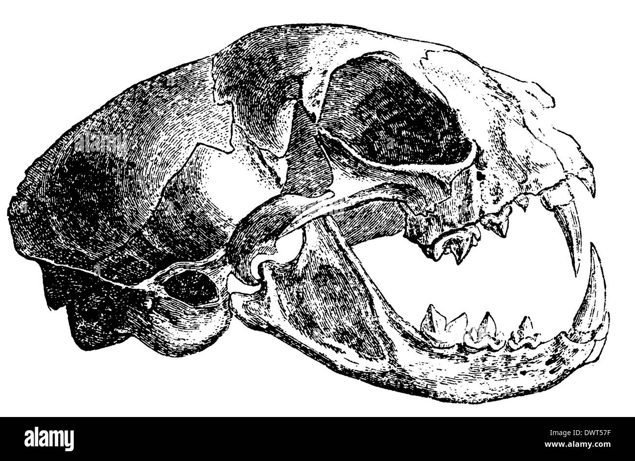 Wildcat, gatto selvatico: cranio Foto Stock