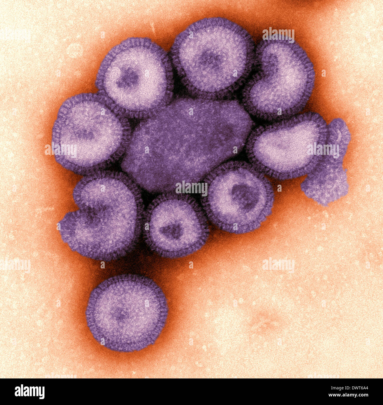Virus influenzali tem Foto Stock