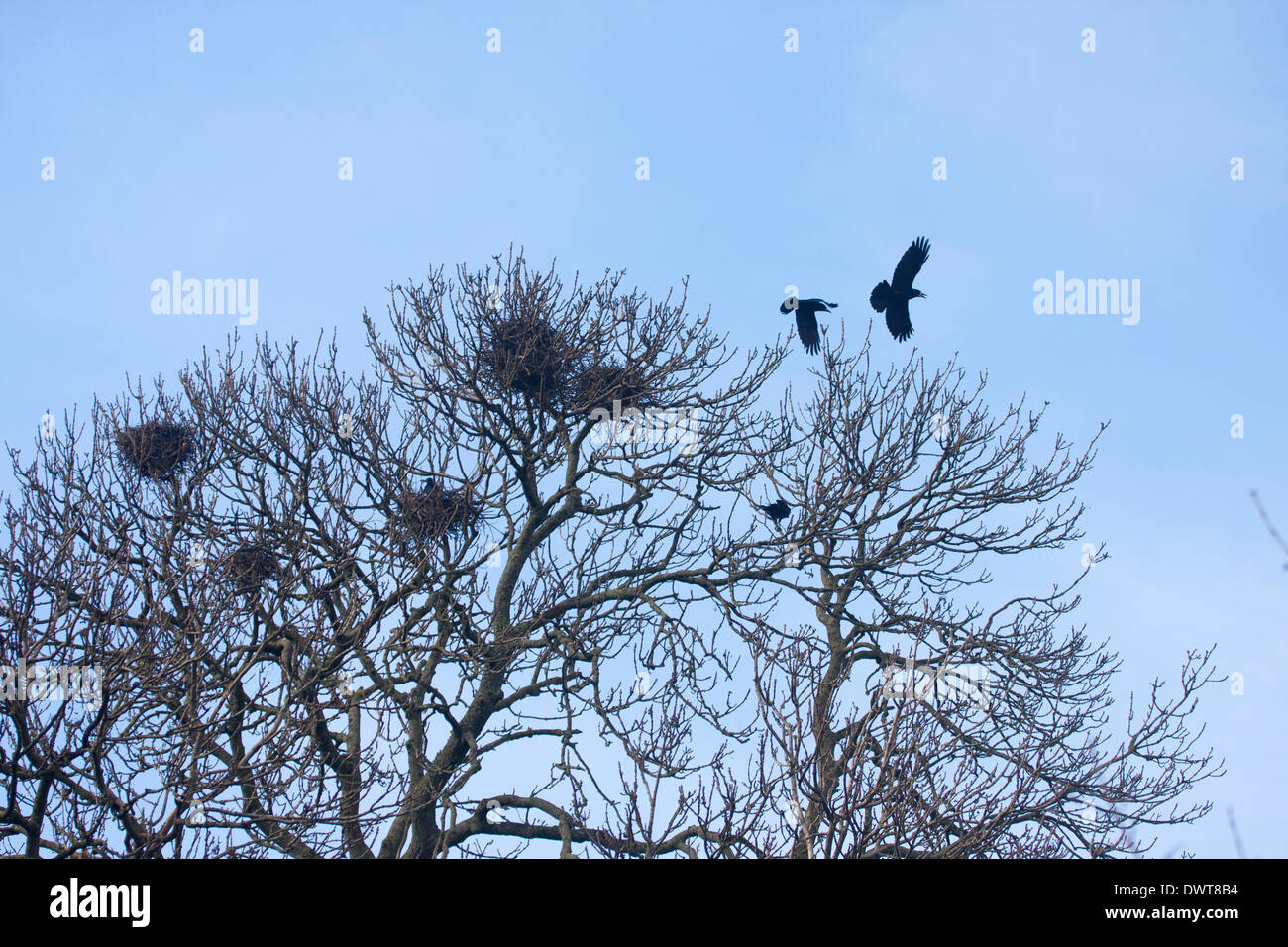 Rooks a rookery Foto Stock