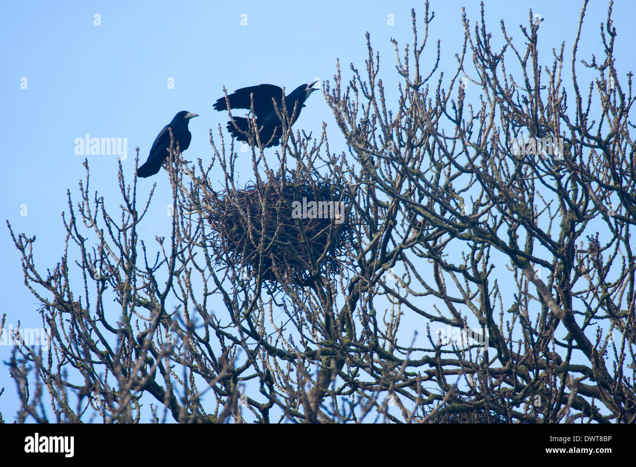 Coppia di corvi sul loro nido a chiamare la loro proprietà Foto Stock