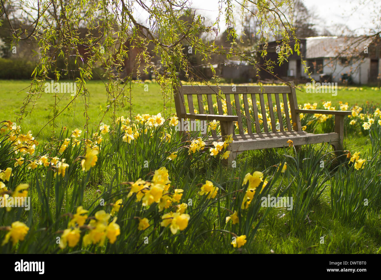 Panca di legno sotto un salice con narcisi Foto Stock