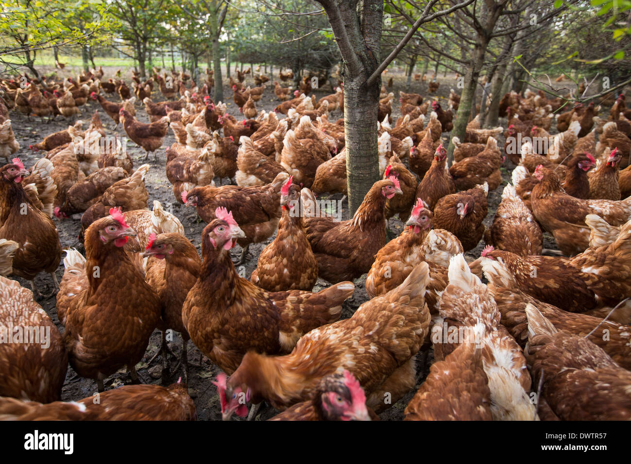 Polli ruspanti in una fattoria in Leicestershire, Regno Unito Foto Stock