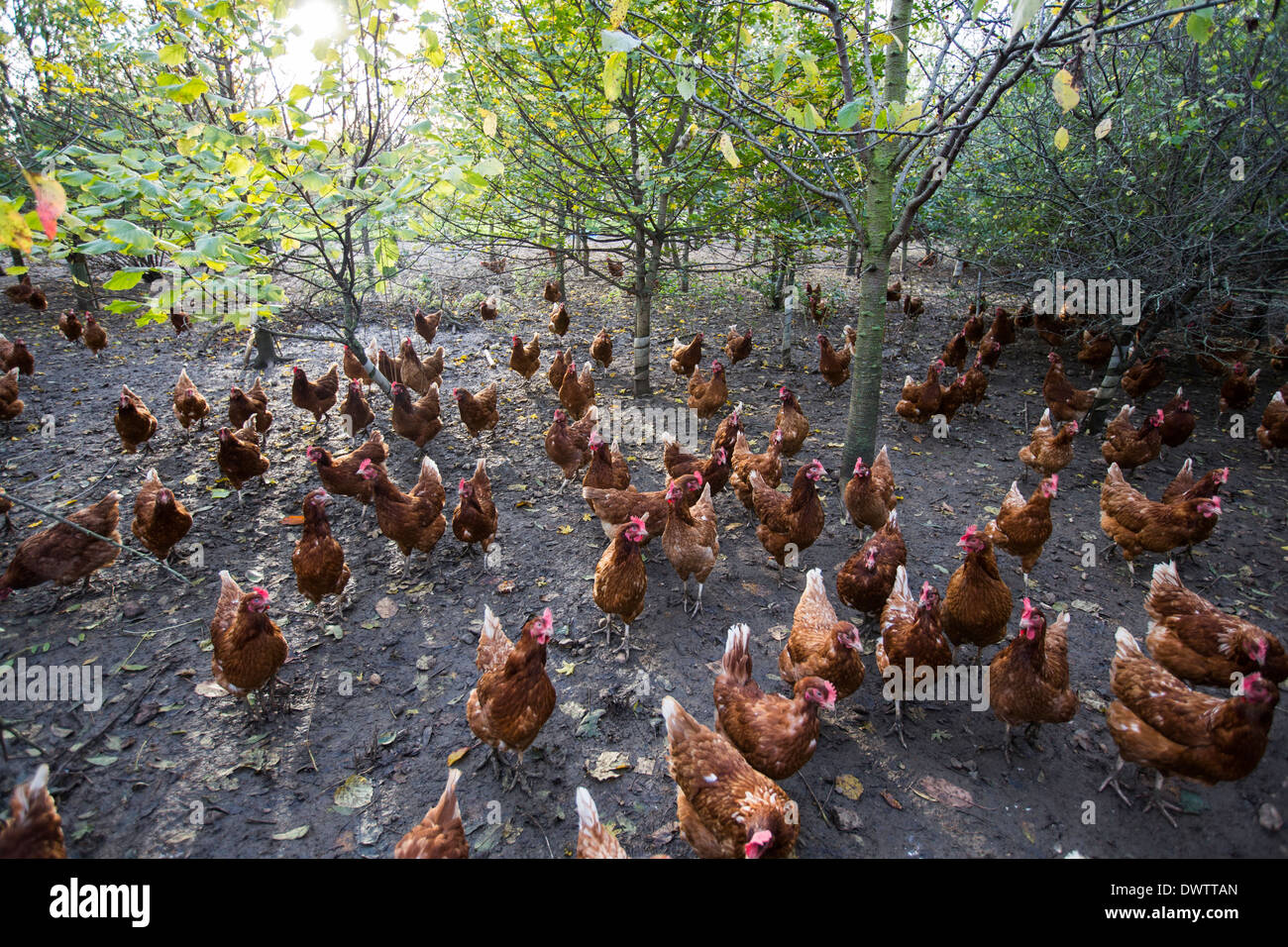 Polli ruspanti in una fattoria in Leicestershire, Regno Unito Foto Stock