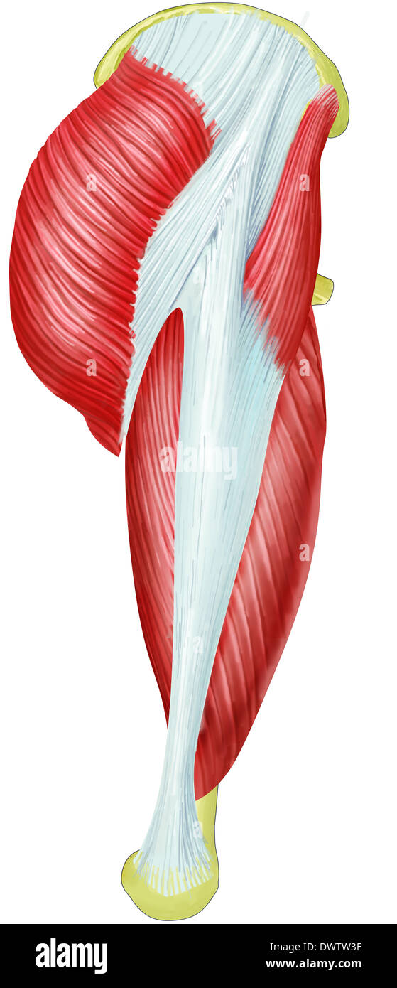 Il muscolo della coscia disegno Foto Stock