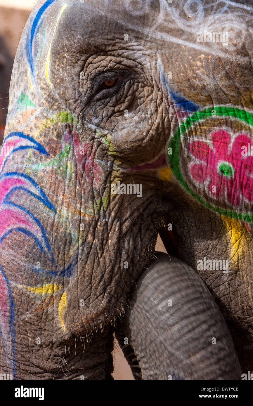 Ambra (o Amer) Palazzo, vicino a Jaipur, Rajasthan, India. Decorate Elefante per il trasporto di turisti in salita al cortile del palazzo. Foto Stock