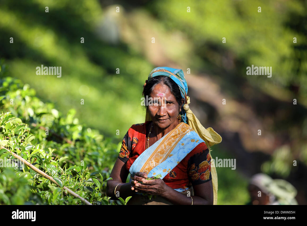 Il governo dello Sri Lanka donna raccolta tè sulla piantagione Foto Stock