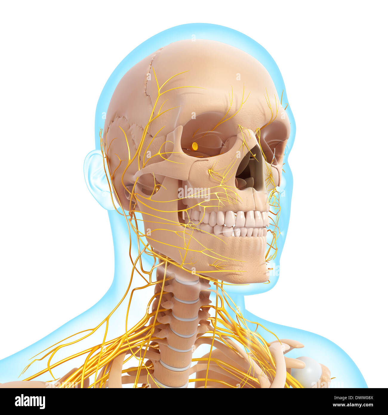 Sistema nervoso periferico collo capo disegno Foto Stock