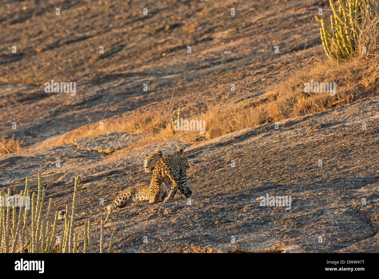 Indian Leopardi (Panthera pardus fusca) nel terreno roccioso di Jawai Dam santuario, Rajasthan, India Foto Stock