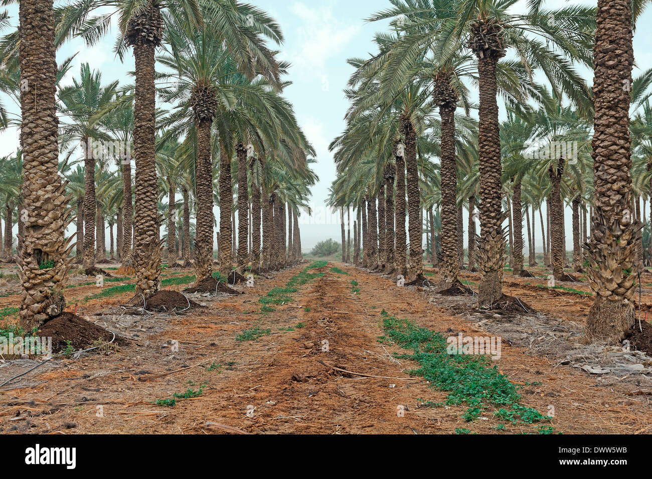 Piantagione di palme in Israele Foto Stock