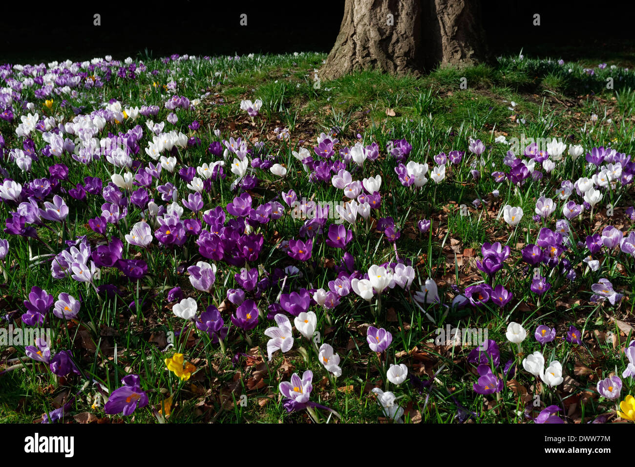 Ammassato croci in Rowntree Park, città di York, nello Yorkshire, Inghilterra Foto Stock