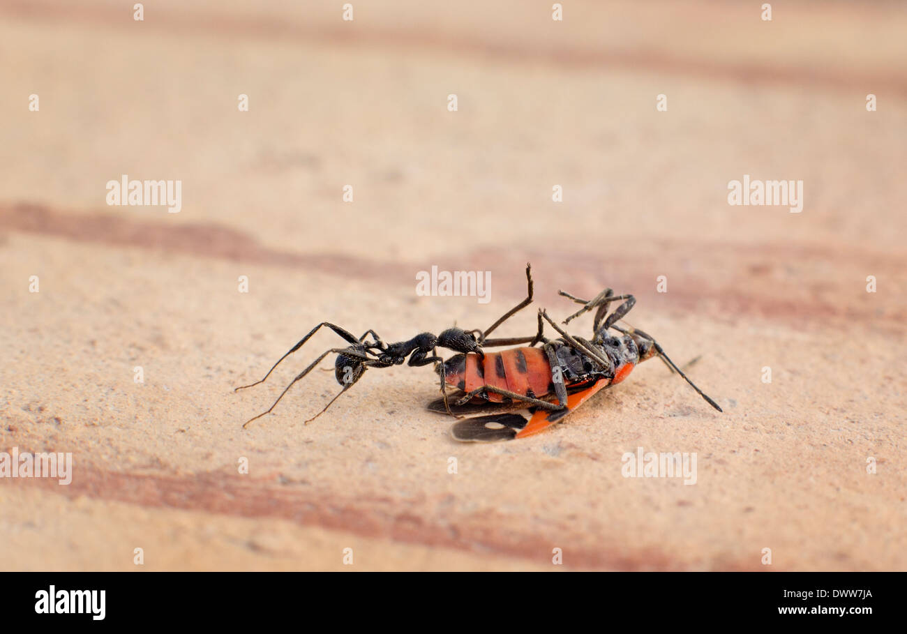 Una formica trascinando un nero-e-rosso-bug, Foto Stock