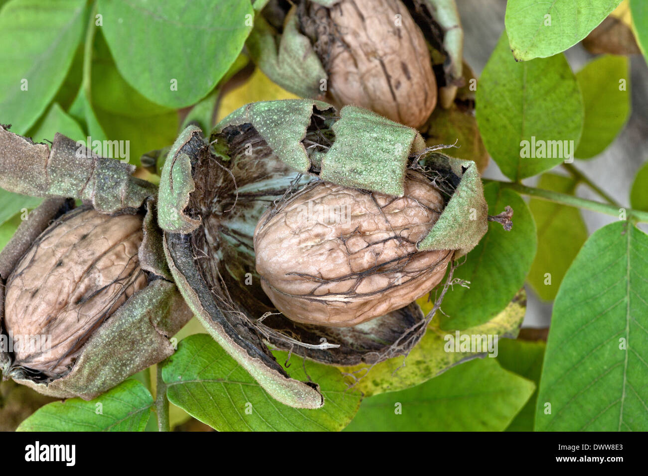 Coppia inglese noci 'Chandler" varietà sul ramo "Jugulars regia' . Foto Stock
