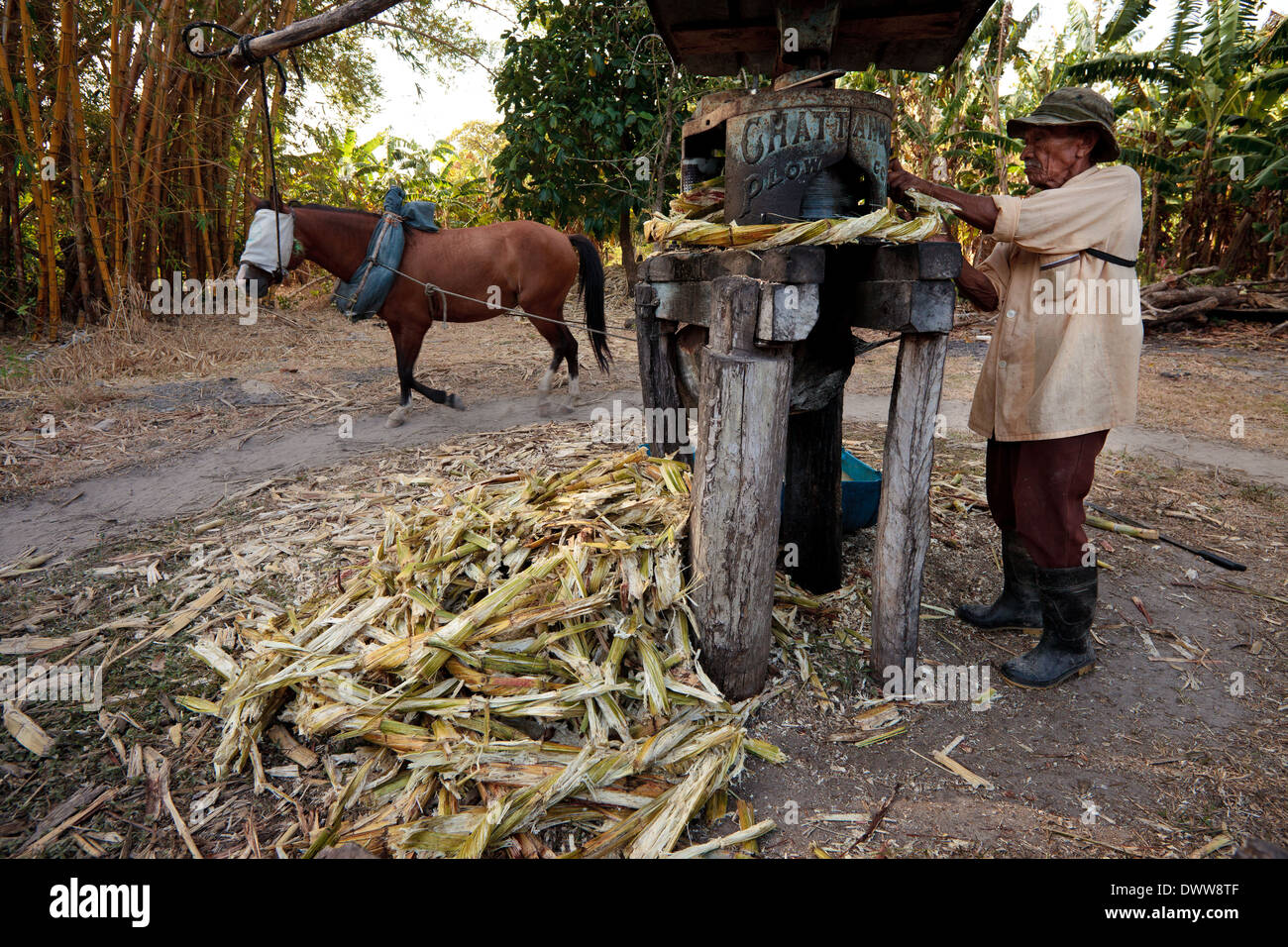 Moises Ibarra alimenta la macchina per estrarre il succo dalla canna da zucchero nella provincia di Cocle, Repubblica di Panama, America Centrale. Foto Stock