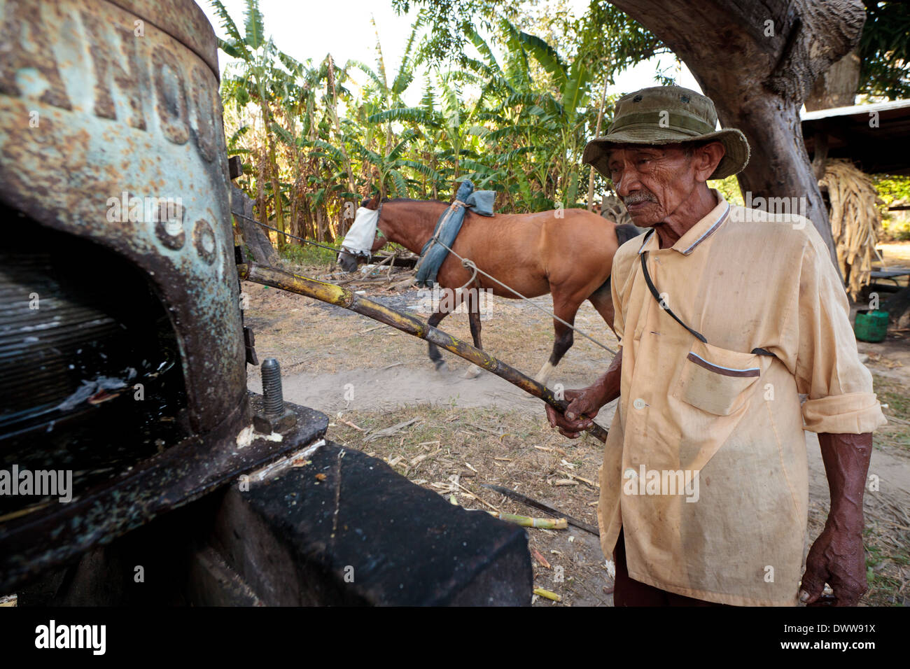 Moises Ibarra alimenta la macchina per estrarre il succo dalla canna da zucchero nella provincia di Cocle, Repubblica di Panama, America Centrale. Foto Stock
