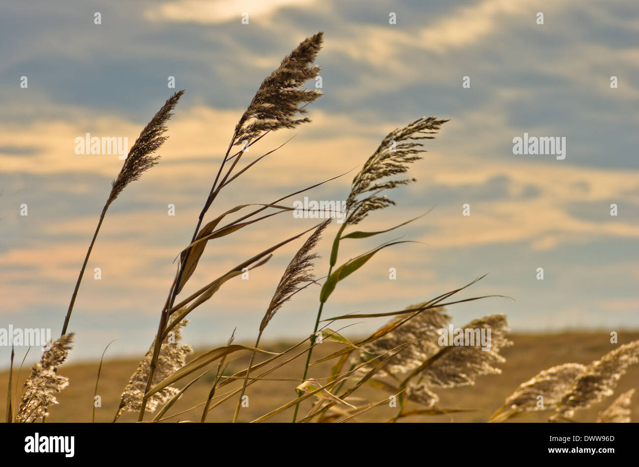 Prairie grass su un terreno asciutto contro il cielo scuro e piovoso nuvole Foto Stock