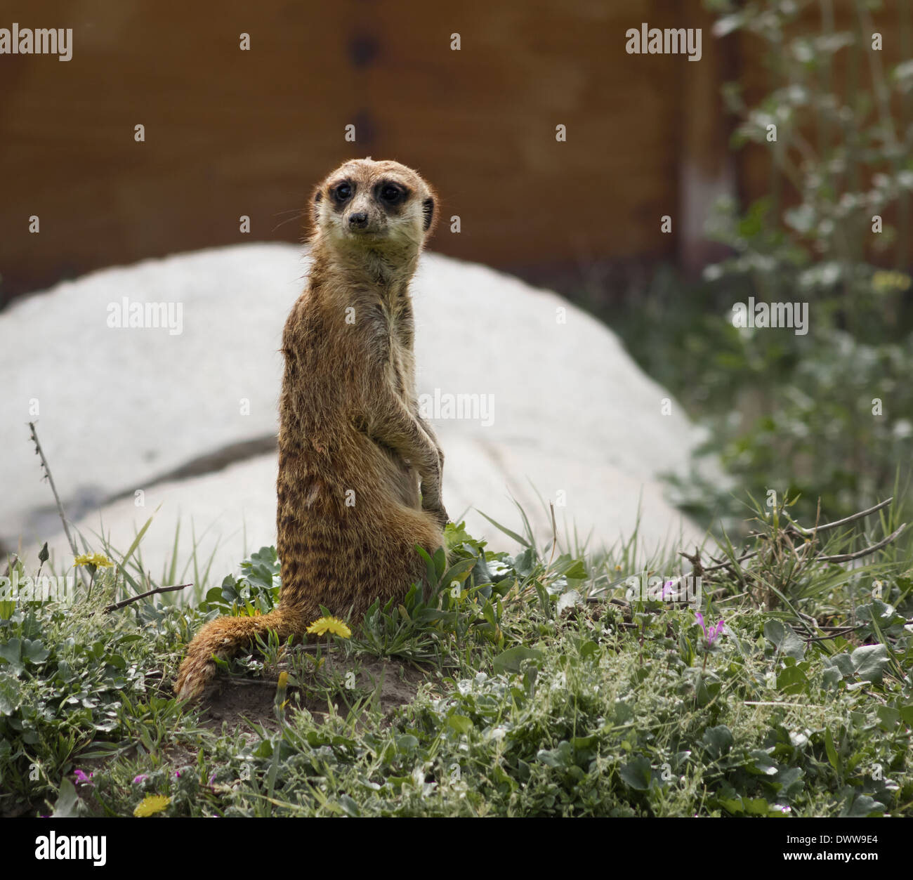 Meerkat si guarda intorno attraverso l'erba Foto Stock