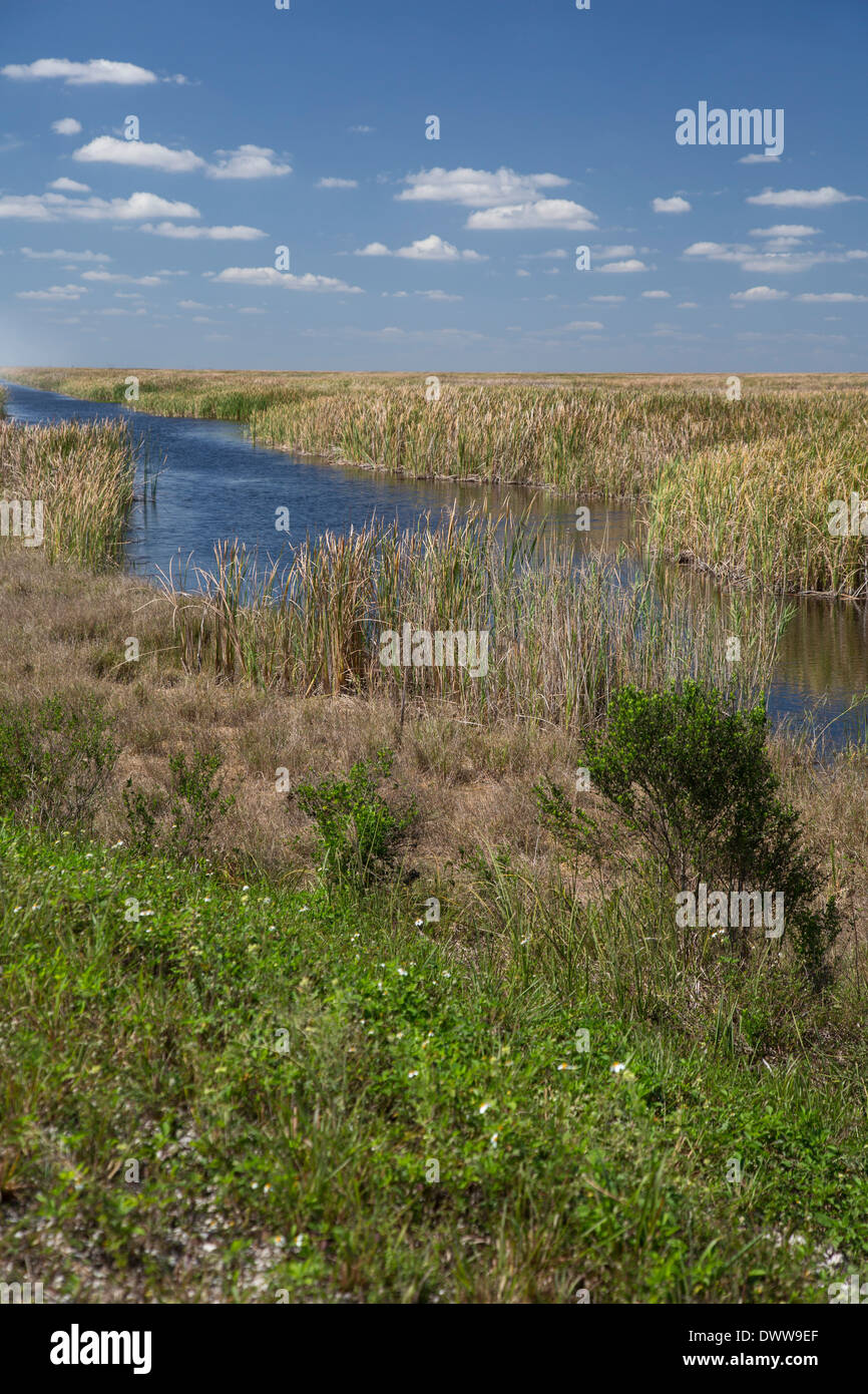 La più grande zona umida costruito nel mondo riduce la quantità di fosforo che fluisce da terreni agricoli in Everglades. Foto Stock