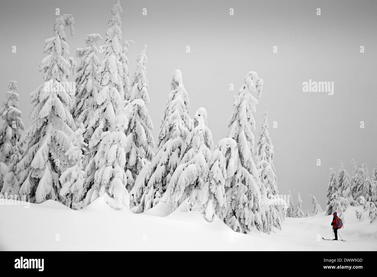 WASHINGTON - Cross-country sciatore vicino alla cima della montagna Amabilis in Wenatchee National Forest. Foto Stock
