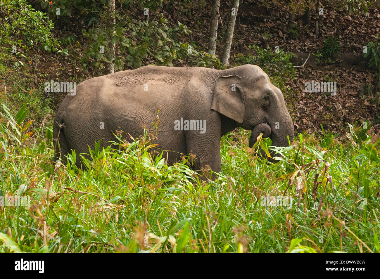 Sud Sud dell India Kerala Thekkady Parco Nazionale del Periyar paesaggio selvaggio della giungla elefante indiano il pascolo Elephas maximus indicus Foto Stock