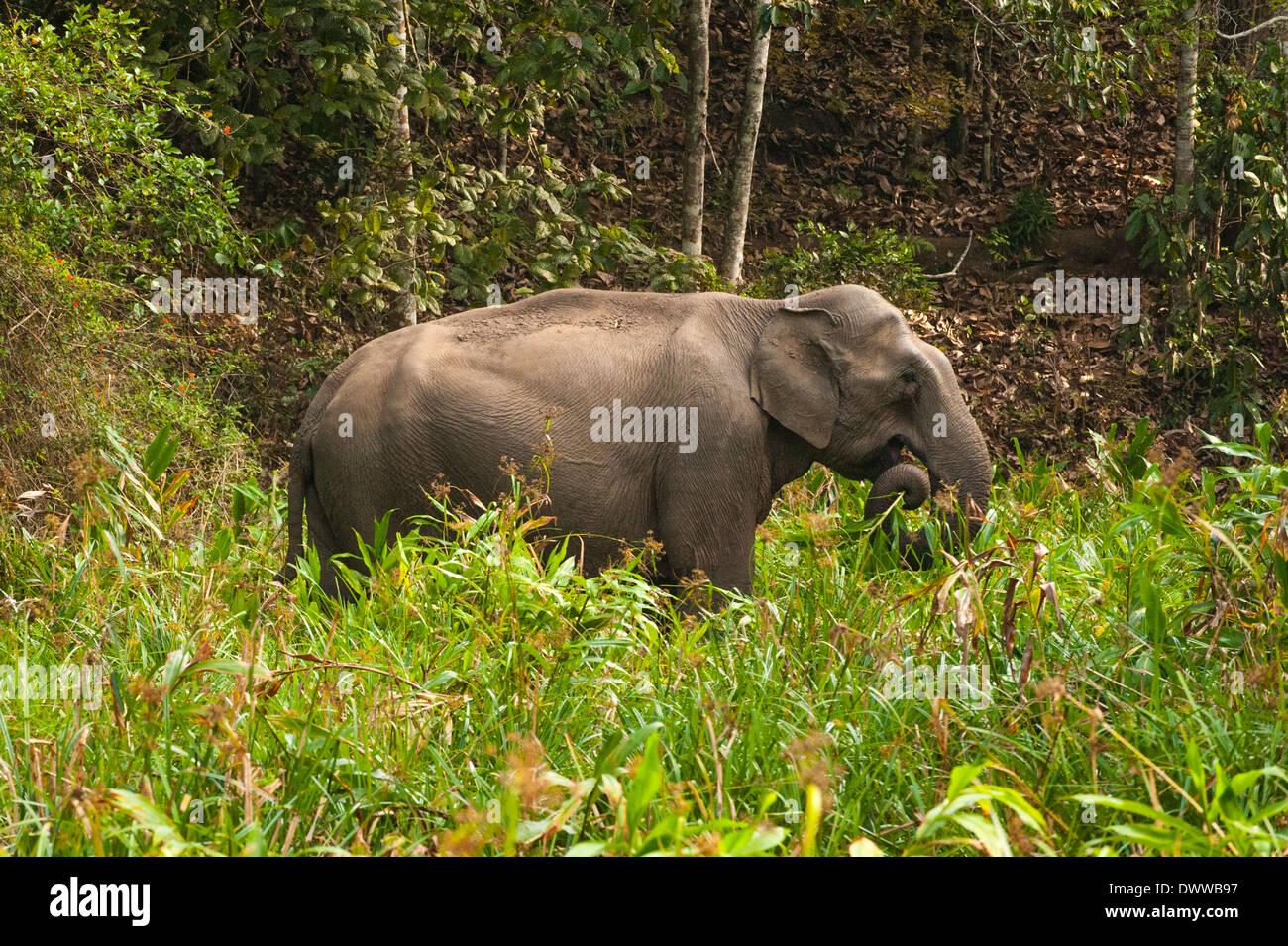Sud Sud dell India Kerala Thekkady Parco Nazionale del Periyar paesaggio selvaggio della giungla elefante indiano il pascolo Elephas maximus indicus Foto Stock