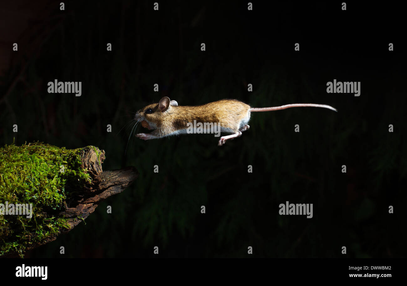 Mouse di legno -Apodemus sylvaticus Foto Stock