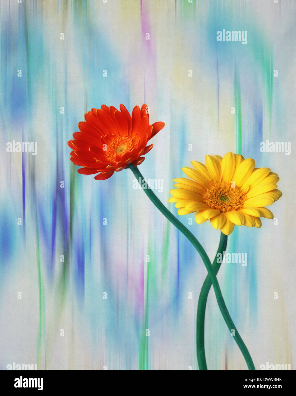 Arte digitale: Gerbera o Barbeton Daisy (lat: gerbera jamesonii) Foto Stock