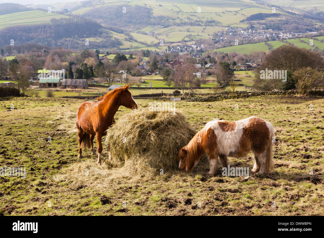 Pony di mangiare una balla di fieno al di sotto del bordo Curbar, Peak District, Derbyshire Foto Stock