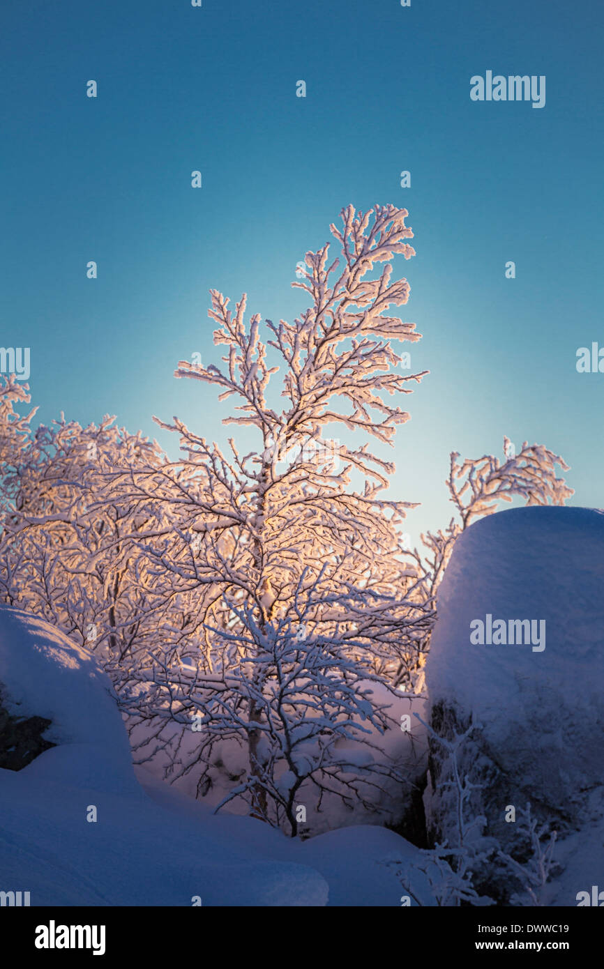 Alberi nel paesaggio congelato, basse temperature basse come -47 gradi centigradi, Lapponia, Svezia Foto Stock