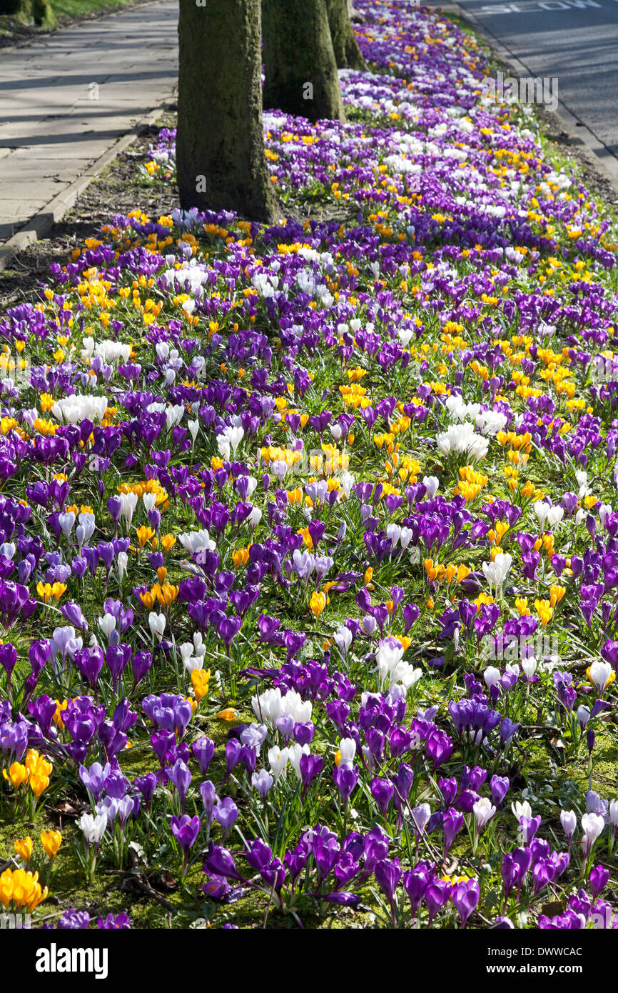 La molla di crochi fodera l orlo della strada principale, a Sowerby Bridge, West Yorkshire Foto Stock