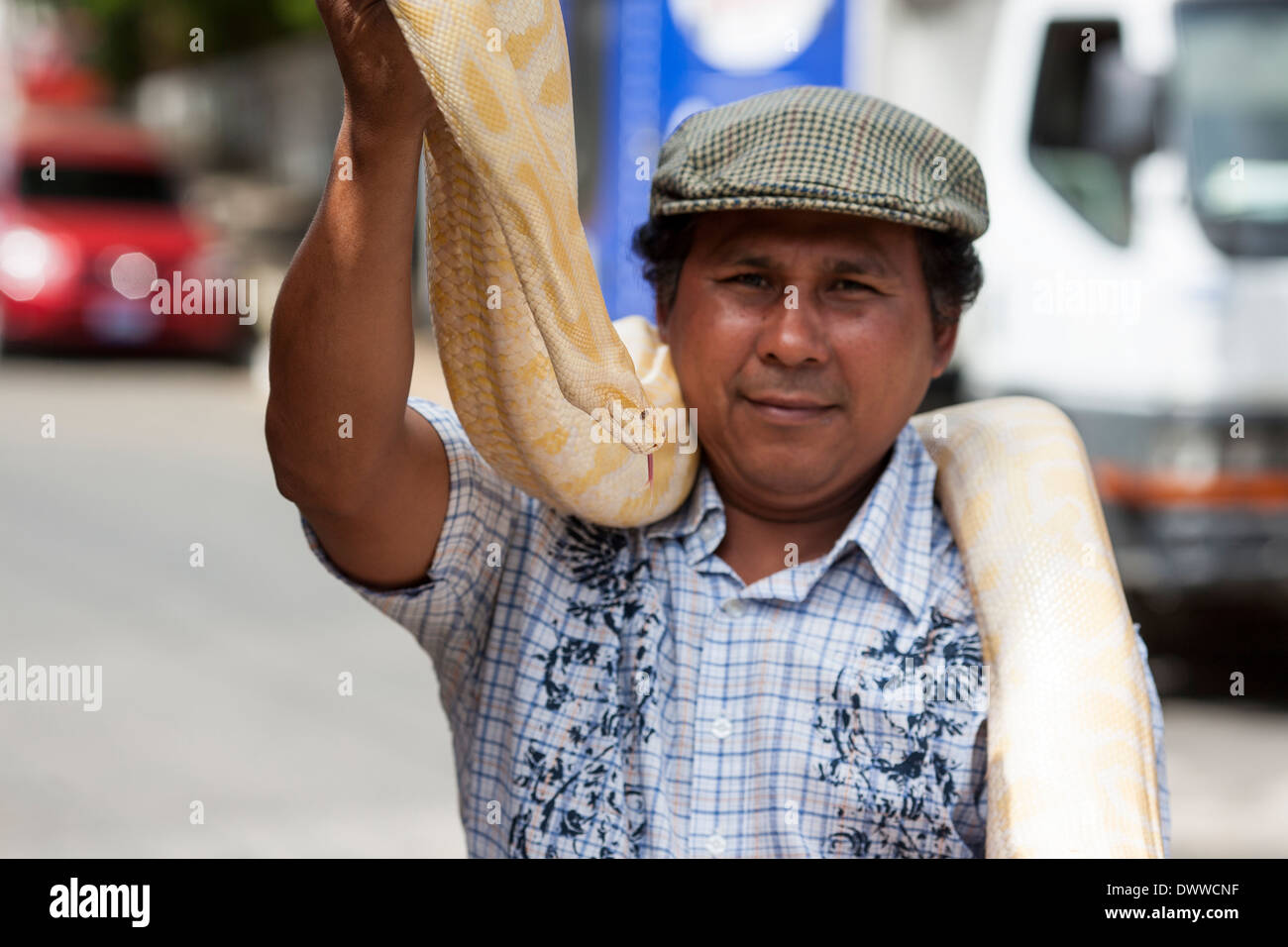 Un uomo gestisce un birmani giallo durante la fiera del fine settimana sulle strade durante in Juayua sul rutas de la flores in El Salvador Foto Stock