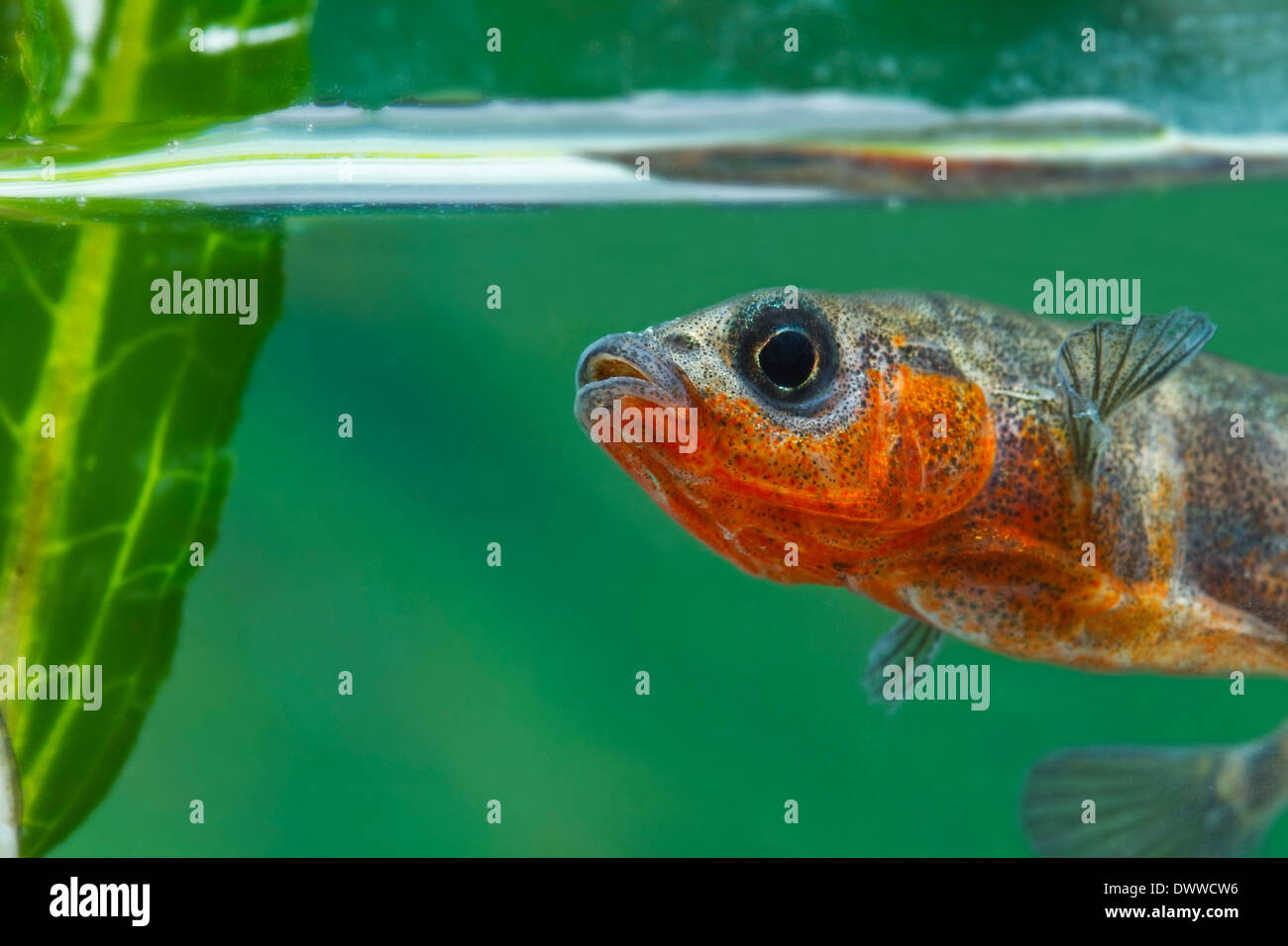Tre maschi Spined Stickleback,Gasterosteus aculeatus aculeatus,singolo pesce che nuota verso la telecamera. Devon, Regno Unito Foto Stock